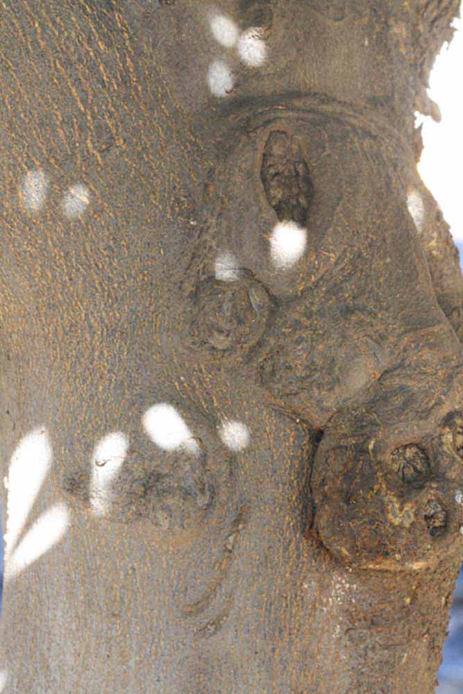              Bark (Riverside, CA)       